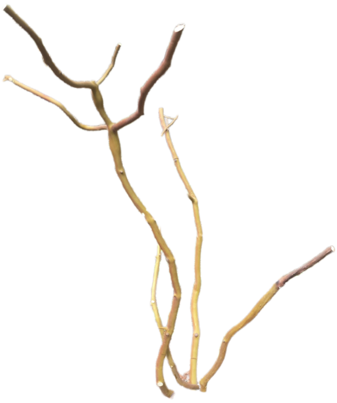 Branch sample